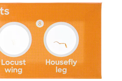 foto set de 12 preparaciones Levenhuk Discovery Fauna,  5