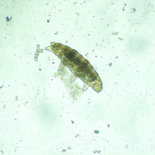 fotografía microscopio biológico invertido digital MAGUS Bio VD300,  17