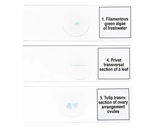 foto set de preparaciones para microscopio Levenhuk Discovery Prof DPS 5. «Biología»,  6