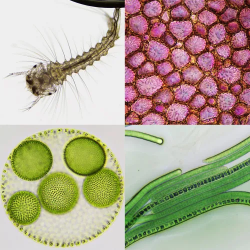 gráfico microscopio Bresser Science Infinity ,  4