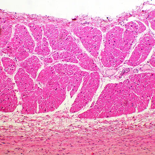 gráfico microscopio biológico MAGUS Bio 260T,  12