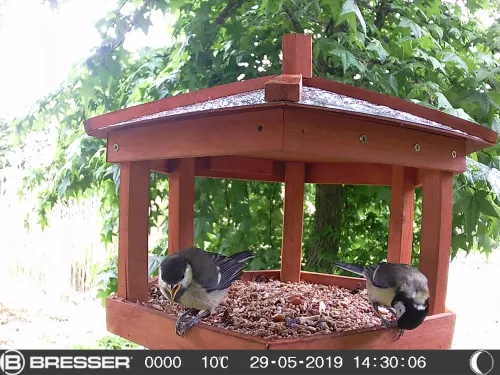 gráfico bresser 90° cámara de observación de naturaleza 16 MP,  6