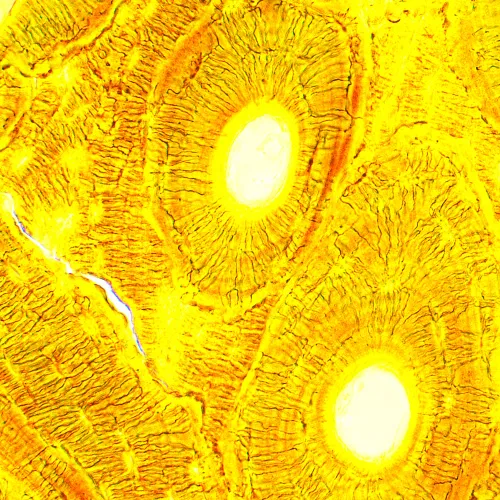 foto microscopio biológico digital MAGUS Bio D250T LCD,  31