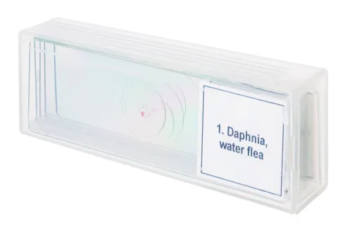 imagen set de preparaciones para microscopio Levenhuk Discovery Prof DPS 5. «Vida en una gota de agua»,  4
