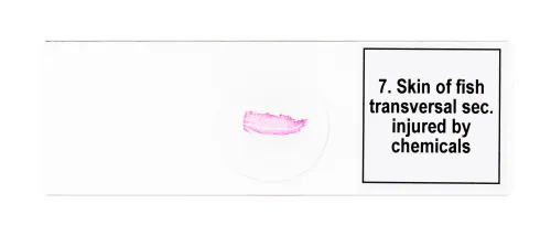 fotografía set de preparaciones para microscopio Levenhuk Discovery Prof DPS 25. «Biología, Aves, etc.»,  9