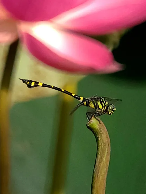 imagen fototelescopio Levenhuk Kelvin MAK80 AZ,  18
