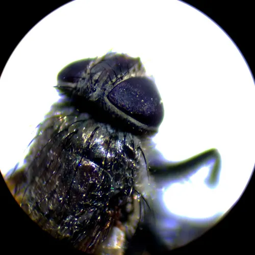 imagen estereomicroscopio MAGUS Stereo A10,  18