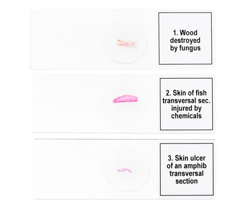 foto set de preparaciones para microscopio Levenhuk Discovery Prof DPS 5. «Alteraciones»,  6