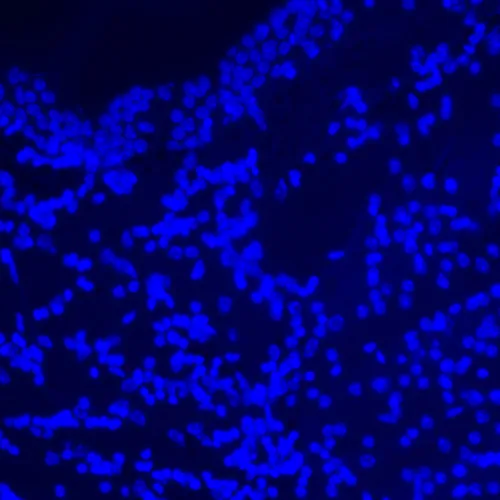 foto microscopio digital de fluorescencia MAGUS Lum D470L,  27