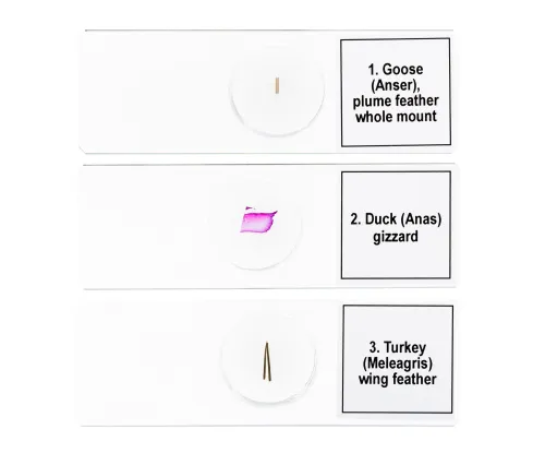 fotografía set de preparaciones para microscopio Levenhuk Discovery Prof DPS 5. «Aves»,  6