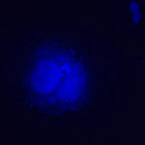 gráfico microscopio invertido digital de fluorescencia MAGUS Lum VD500L,  24