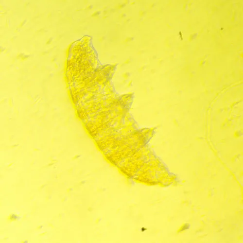 imagen  Microscopio biológico invertido digital MAGUS Bio VD350 LCD,  25