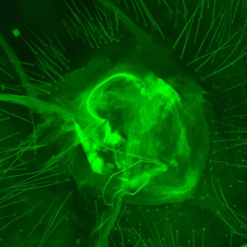 foto microscopio digital de fluorescencia MAGUS Lum D470L,  30