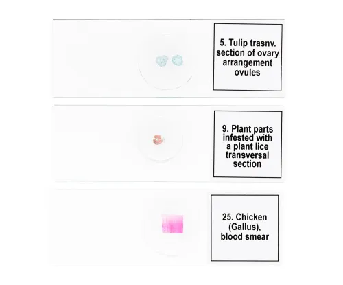 fotografía set de preparaciones para microscopio Levenhuk Discovery Prof DPS 25. «Biología, Aves, etc.»,  8