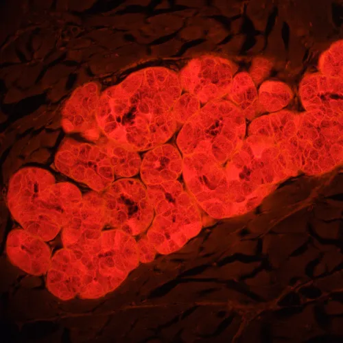 foto microscopio de fluorescencia MAGUS Lum 460L,  22