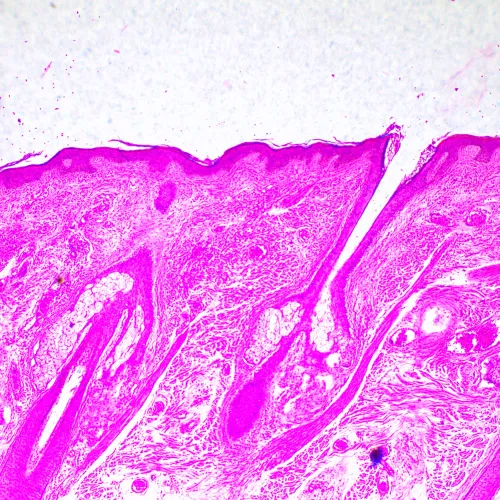 foto microscopio biológico MAGUS Bio 290T,  23