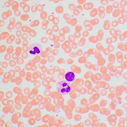 imagen microscopio biológico MAGUS Bio 270T,  25