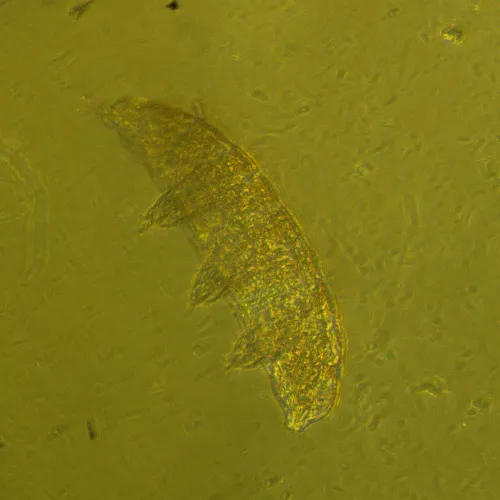 gráfico microscopio biológico invertido digital MAGUS Bio VD360,  27