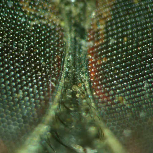 gráfico estereomicroscopio MAGUS Stereo A18T,  5