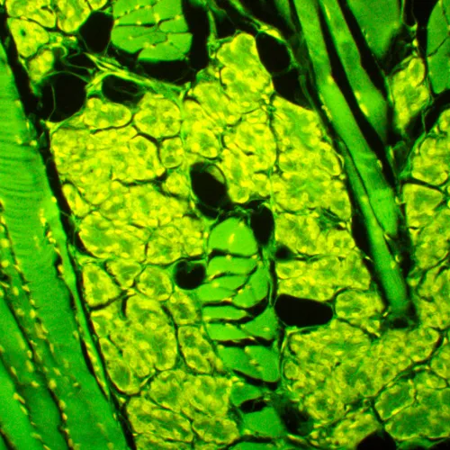 fotografía microscopio de fluorescencia MAGUS Lum 450L,  23