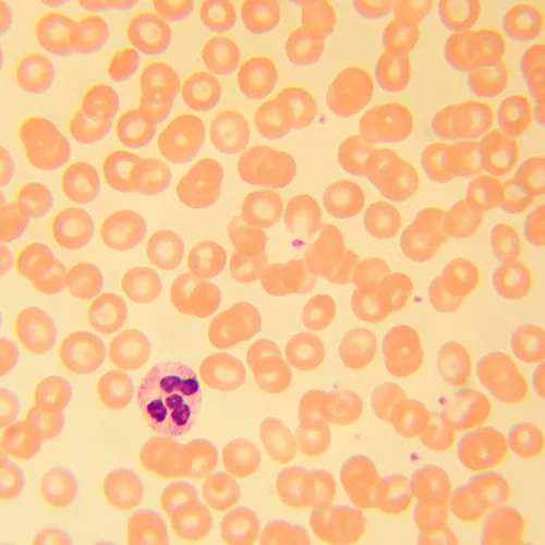 foto microscopio biológico MAGUS Bio D230T LCD,  28