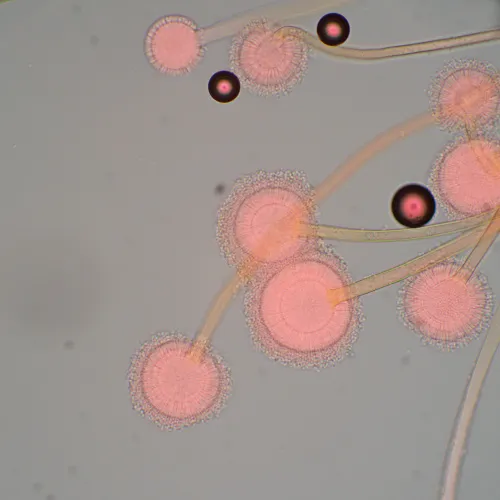 imagen microscopio biológico MAGUS Bio 270T,  22