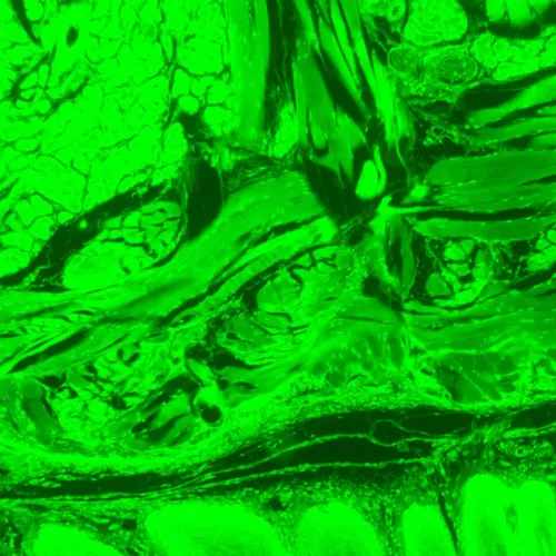 foto microscopio digital de fluorescencia MAGUS Lum D470L,  28