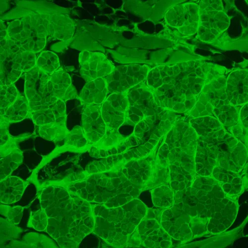 gráfico microscopio invertido digital de fluorescencia MAGUS Lum VD500L LCD,  23