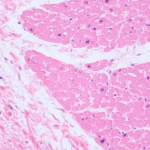 fotografía microscopio biológico digital MAGUS Bio D230TL,  25