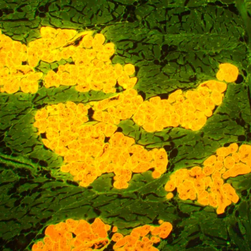 fotografía microscopio de fluorescencia MAGUS Lum 450L,  22