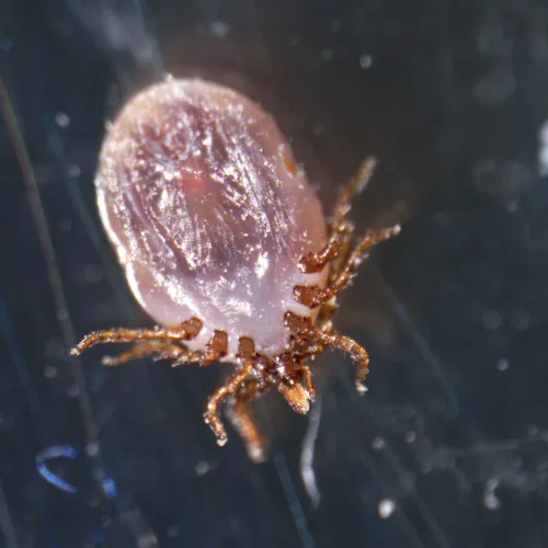 gráfico estereomicroscopio MAGUS Stereo A18T,  4