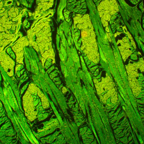 fotografía microscopio de fluorescencia MAGUS Lum 450L,  21