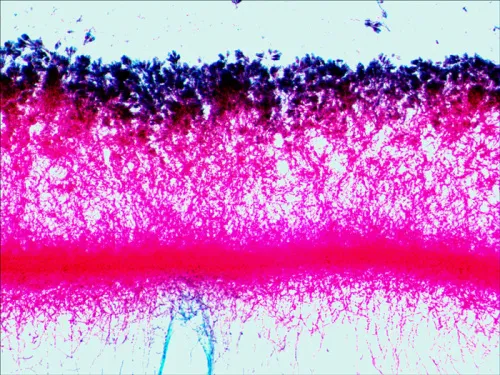 gráfico set de preparaciones Levenhuk N38 NG,  15