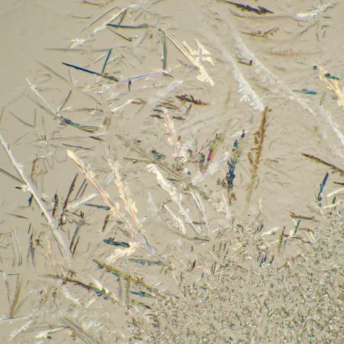 gráfico microscopio biológico digital MAGUS Bio D230T,  26