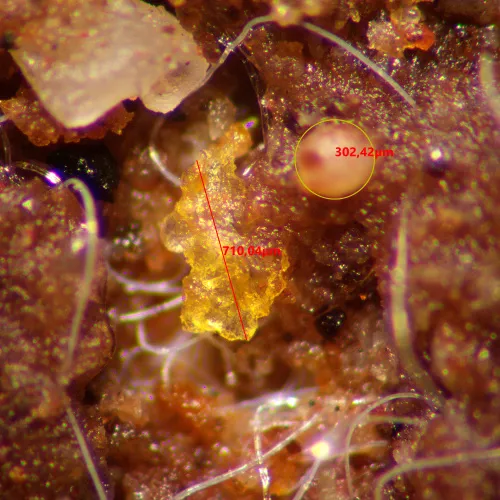 imagen estereomicroscopio MAGUS Stereo A10,  15