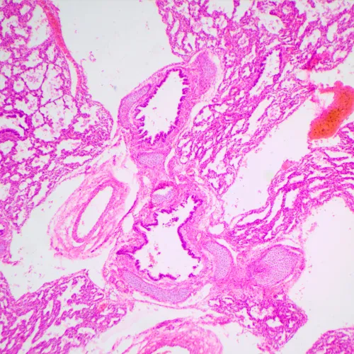 foto microscopio biológico MAGUS Bio 240B,  23