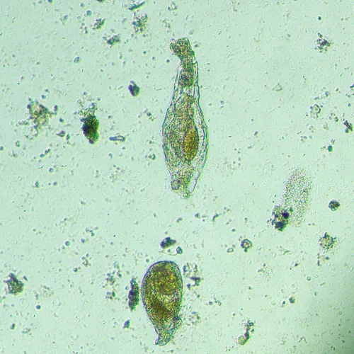fotografía microscopio biológico invertido MAGUS Bio V300,  15