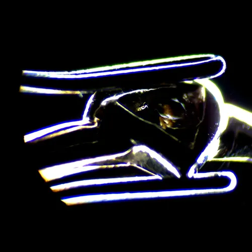 fotografía estereomicroscopio MAGUS Stereo 7T,  18