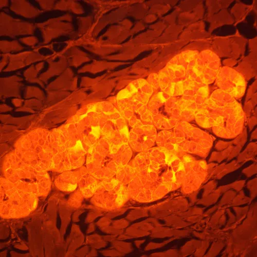 foto microscopio digital de fluorescencia MAGUS Lum D470L,  29