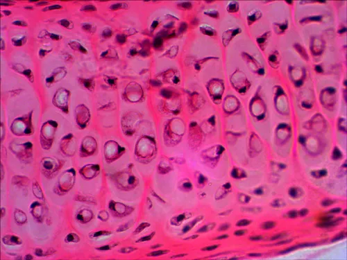 imagen set de preparaciones Levenhuk N20 NG,  10