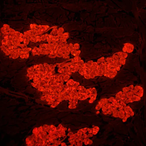 fotografía microscopio de fluorescencia MAGUS Lum 450L,  24