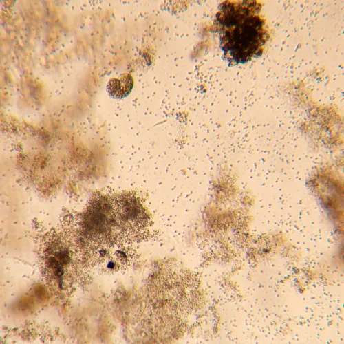 imagen  Microscopio biológico invertido digital MAGUS Bio VD350 LCD,  26