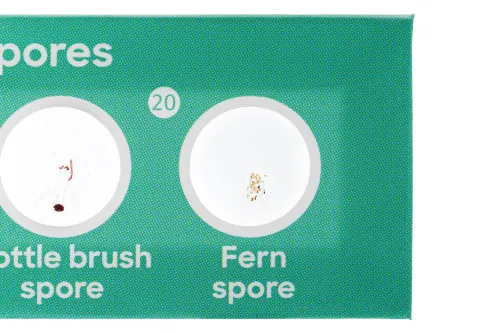 imagen set de 24 preparaciones Levenhuk Discovery Flora & Fauna,  8