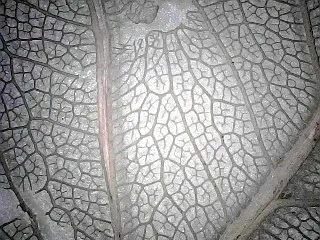 foto microscopio digital wifi Levenhuk DTX 720,  19