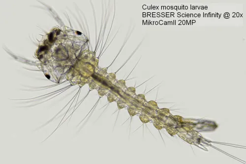imagen cámara de microscopio Bresser MikroCam II 20 MP 1'',  3