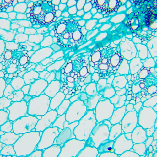 gráfico microscopio biológico MAGUS Bio 240T,  22
