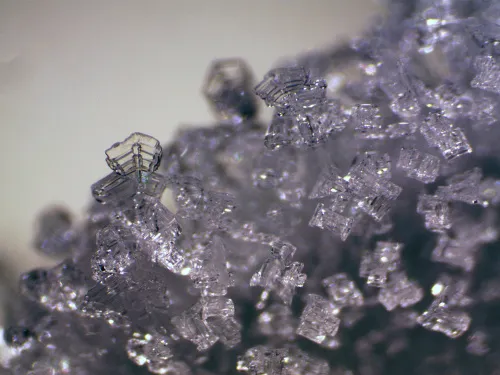 fotografía estereomicroscopio Bresser Erudit ICD,  11