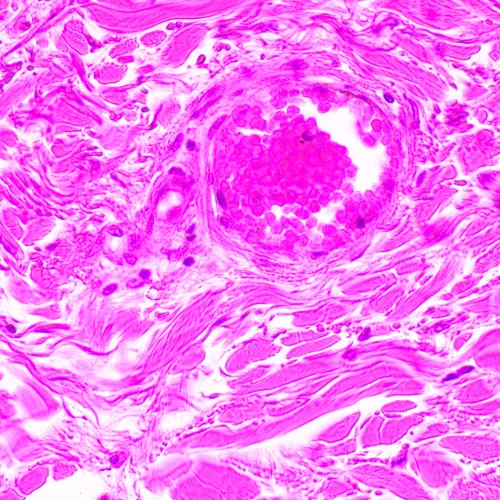 foto microscopio biológico MAGUS Bio 290T,  24