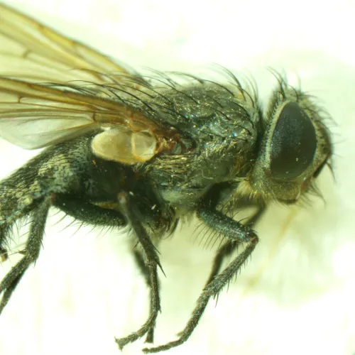 imagen estereomicroscopio MAGUS Stereo A6,  15