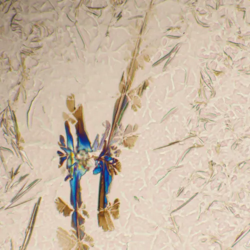 foto microscopio biológico MAGUS Bio 290T,  25